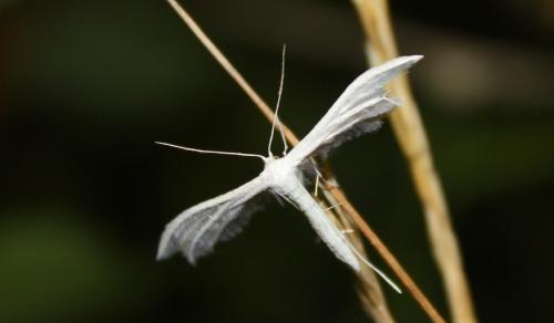 Réf. 241 540 : Pterophorus pentadactyla